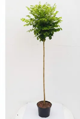Produktbild von Robinia Umbraculifera, Kugelrobinie Stamm, Kugelbaum Akazie, , Höhe: 180-190 cm / Stammhöhe:. 125 cm