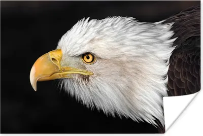 Produktbild von MuchoWow® Poster Adler - Vogel - Schnabel - Augen 90x60 cm - Schlafzimmer
