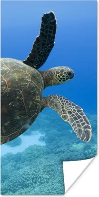 Produktbild von MuchoWow® Poster Grüne schwimmende Schildkröte Fotodruck 60x120 cm - Wandschmuck