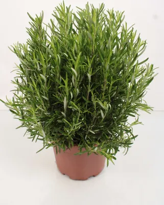 A potted rosemary plant against a white background.