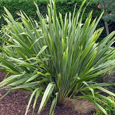 Produktbild von Neuseelandflachs 'Purpureum' - Phormium tenax  | 60-80 cm in Container
