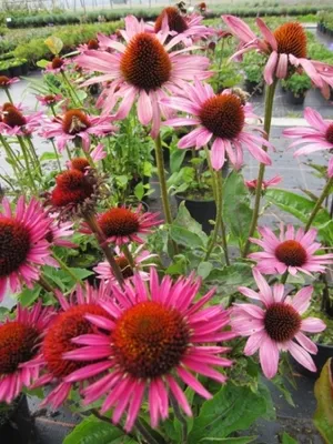 Produktbild von Echinacea purpurea The King - Roter Sonnenhut