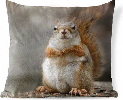 Produktbild von MuchoWow® Outdoor Kissen - Nahaufnahme eines Eichhörnchens - 40x40 cm - Wetterfest - Lounge Kissen - Kopfkissen - Interieur - Polster mit Bild
