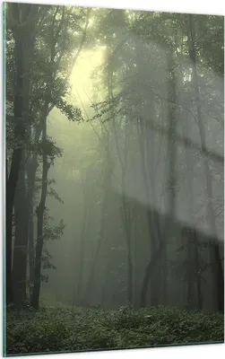 Produktbild von Bilder auf glas - Einteilig - Wald Nebel Baum - 50x70cm - Glasbilder - Wandbilder - Bilder - zum Aufhängen bereit - Wanddekoration aus Glas - Glas Bilder - Wandbild auf Glas - GPA50x70-3543