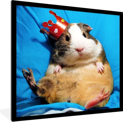 Produktbild von MuchoWow® Gerahmtes Poster Meerschweinchen - Lustig - Krone - Kinder - Jungen - Mädchen - Kind 40x40 cm - Poster mit Schwarzem Bilderrahmen Wandposter Rahmen Foto Bilder - Mit Rahmen - Wanddekoration Schlafzimmer