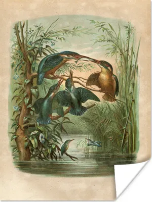 Produktbild von MuchoWow® Poster Antiker Vogeldruck Eisvogel 90x120 cm - Wohnzimmer