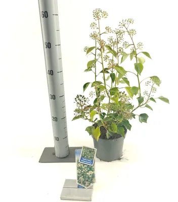 Image de Hedera hel. « Arborescens » - Lierre | 30-35 cm en pot