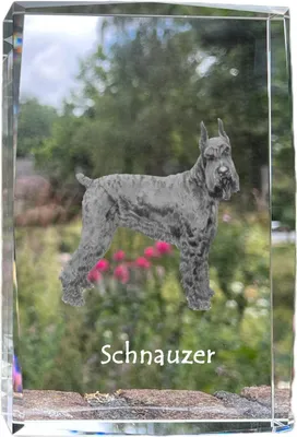 Produktbild von Schnauzer - Kristall mit einem Hundebild, Bild im Glas, moderne Ausstellung des Art-Dog-Bildes.