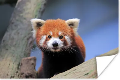 Produktbild von MuchoWow® Poster Roter Panda - Orange - Baum 180x120 cm - Fotoplakat