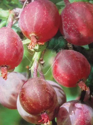 Produktbild von Hochstamm Ribes uva-crispa Captivator - dornlos - Hochstamm Stachelbeere