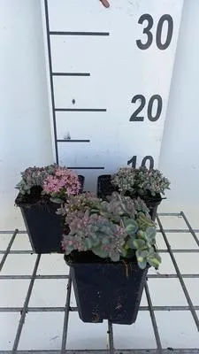 Obrázek produktu pro 6 x Sedum sieb. 'Mediovariegatum' - máslovka - květináč 9 x 9 cm