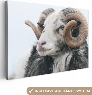 Produktbild von OneMillionCanvasses® - Leinwandbilder - 150x100 cm, Schafe - Horn - Tiere, Wandbilder Kunstdruck Wanddekoration