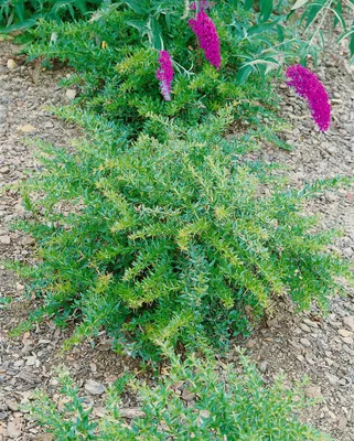 Produktbild von Berberis frikartii 'Amstelveen', Berberitze, immergrün, 25–30 cm