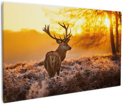 Produktbild von Wallario Premium Leinwandbild stattlicher Rothirsch im Morgengrauen in Größe 60 x 90 cm