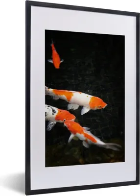 Produktbild von MuchoWow® Gerahmtes Poster Koi-Karpfen in einem flachen schwarzen Teich 40x60 cm - Poster mit Schwarzem Bilderrahmen Wandposter Rahmen Foto Bilder - Poster in Rahmen