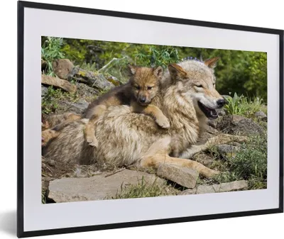 Produktbild von MuchoWow® MuchoWow® Gerahmtes Poster Wolf - Jungtier - Tier 60x40 cm - Poster mit zchwarzem Bilderrahmen - Schlafzimmer - Plakat in Rahmen - Drucken