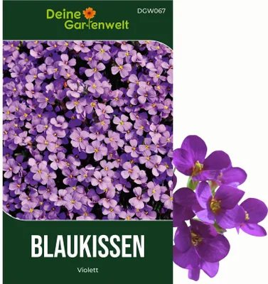 Produktbild von Blaukissen Violett Samen - Aubrieta cultorum - Blaukissensamen - Blumensamen - Saatgut für 100 Pflanzen