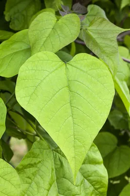 Produktbild von Catalpa bignonioides, Trompetenbaum, 60–80 cm