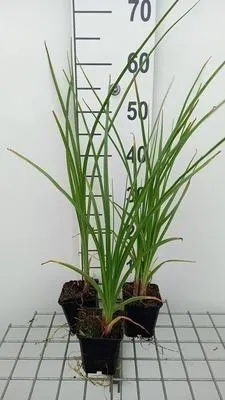 Produktbild von 6 x  Kniphofia rooperi - Fackellilie - Topf 9 x 9 cm