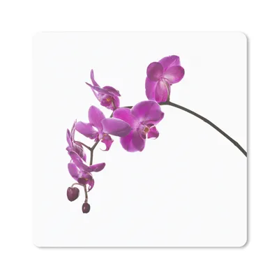 Produktbild von MuchoWow® Mauspad Mousepad Orchidee vor weißem Hintergrund 30x30 cm - Mousepads - Maus Mat - Pad - Mausunterlage - Gaming