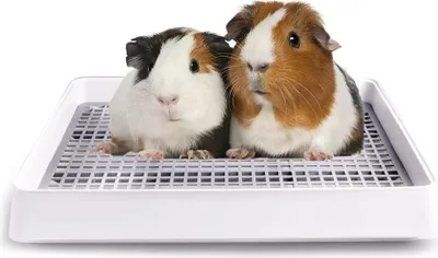 Produktbild von Gitter-Käfigtoilet für kleine Tiere - Kaninchenklo für Frettchen Chinchilla-Ratten