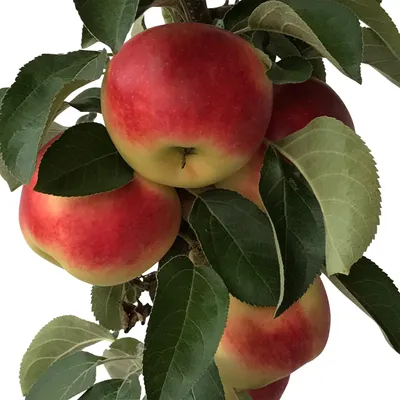 Produktbild von Säulenapfel Campanilo ® Quattro (S) einjährig im 5 Liter Topfballen