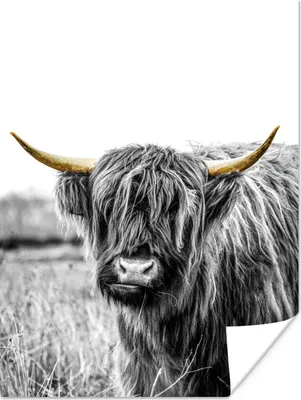 Produktbild von MuchoWow® Poster Schottischer Highlander - Schwarz & Gold - Hoorn 120x160 cm - Wandbilder
