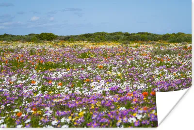 Produktbild von MuchoWow® Poster Blumenwiese - Lila - Blumen 180x120 cm - Fotoplakat