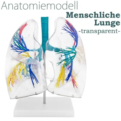 Obrázok produktu pre Anatomický model transparentné ľudské pľúca Anatomický model ľudské telo Anatomický model ľudské pľúca model ľudský dýchací systém Modely MedMod