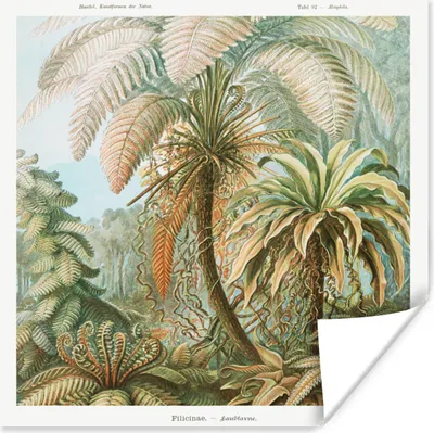 Produktbild von MuchoWow® Poster Vintage - Alte Meister - Farne - Pflanzen - Natur 75x75 cm - Wand Dekoration