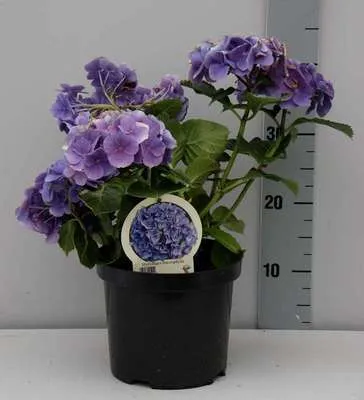 Image de Hydrangea macr. blue/bleu - Hydrangea 25- 30 cm Conteneur