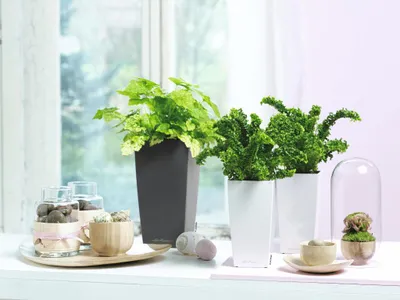 Obrázek produktu pro Lechuza Samozavlažovací květináč Mini-Cubi 9 cm, antracitová