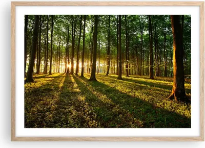 Produktbild von Gerahmtes Poster - Rahmen in heller Eiche - Wald grün Sonnenstrahlen Natur - 70x50 cm - Wand Bild - Wanddeko - Wandbilder - Wandposter - Bilderrahmen - Bilder - Kunstdruck - Wandbild - P2NAA70x50-2510