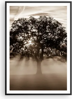 Produktbild von Gerahmtes Poster - Schwarzer Rahmen - Baum Feld Natur - 70x100 cm - Wand Bild - Wanddeko - Wandbilder - Kunstposter - Wandposter - Bilderrahmen - Bilder - Kunstdruck - Wandbild - P2BPA70x100-3811