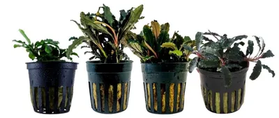 Produktbild von Bucephalandra Set mit 4 Pflanzen Aquariumpflanzen Wasserpflanzen AquaOne Set 243
