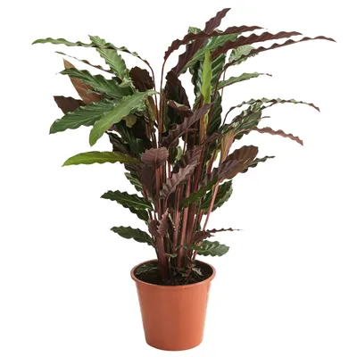 Produktbild von Dehner Korbmarante, Calathea Wavestar, gewellte Blätter, 80-90 cm, Ø Topf 19 cm, Zimmerpflanze