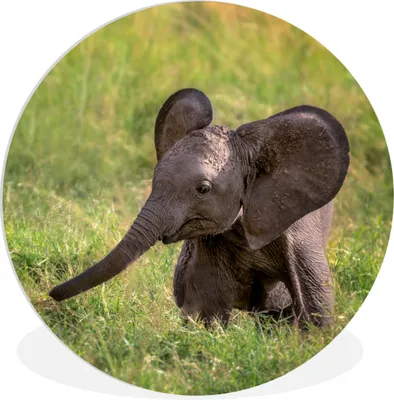 Produktbild von MuchoWow® Rundes Wandbild - Runde Bilder Elefant - Gras - Tiere Ø 60 cm Kreis Wanddekoration Kunststoff - Wandkreis - Wandschmuck - Wand Kreis - Das Schlafzimmer - Die Bilder - Wandmalerei - Kunst für das Haus - das Plastik