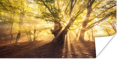 Produktbild von MuchoWow® Poster Baum - Wald - Sonne 150x75 cm - ohne Rahmen