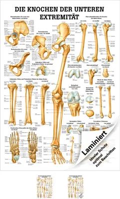 Produktbild von Die Knochen der unteren Extremität Mini-Poster Anatomie 34x24 cm med. Lehrmittel