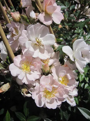 Produktbild von Rosa Auguste Gervais - Ramblerrose Auguste Gervais - Barbier Rose