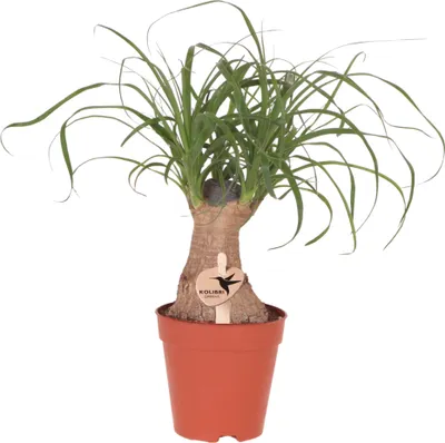 Produktbild von Kolibri Greens | Grüne Pflanze - Beaucarnea ⌀9cm - grüne Zimmerpflanze - frisch vom Züchter