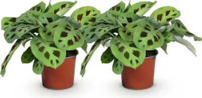 Immagine prodotto di Fascinator Maranta Kerchoveana, 2 piante, Ø12cm, altezza 30-35cm, pianta della