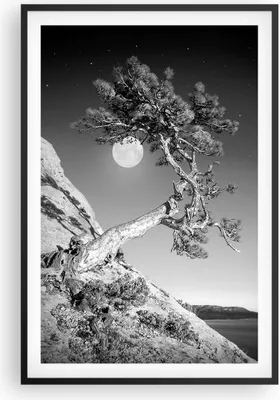 Produktbild von Gerahmtes Poster - Schwarzer Rahmen - Voll der Mond Baum - 61x91,5 cm - Wand Bild - Wanddeko - Wandbilder - Kunstposter - Wandposter - Bilderrahmen - Bilder - Kunstdruck - P2BPA61x91-4689