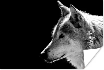 Produktbild von MuchoWow® Poster Wildlife - Wolf - Schwarz - Weiß 120x80 cm - Bilder