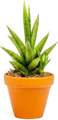 Obrázok produktu pre Gardners Sansevieria trifasciata Ananás, priemer 10,5 cm