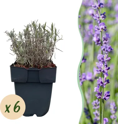 Produktbild von Heckenpflanzen - Lavandula angustifolia Hidcote - graues Blatt - 6 Pflanzen - 1 laufender Meter - immergrün - 30cm - Ø18cm - Gartenpflanze