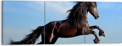 Produktbild von Bild auf Leinwand - Leinwandbild - Schwarzes Pferd Pferd Galopp - 150x50cm - Wand Bild - Wanddeko - Leinwanddruck - Bilder - Kunstdruck - Wanddekoration - Leinwand bilder - Wandkunst - CA150x50-0495