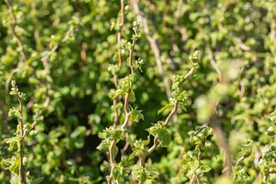 Produktbild von Corylus avellana 'Scooter', Haselnuss, 60–80 cm