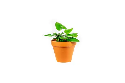 Obrázok produktu pre Gardnerova hemionitis arifolia, priemer 6-7 cm