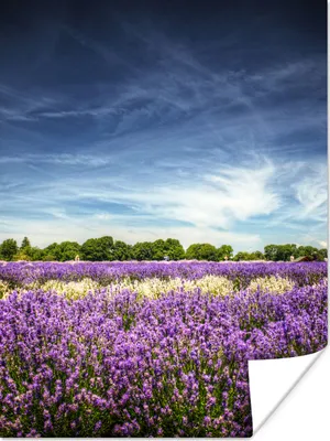 Produktbild von MuchoWow® Poster Lila und weiß blühender Lavendel auf einem Feld 120x160 cm - Wandbilder
